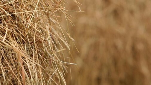 Hay stack