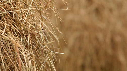Stacked hay bales