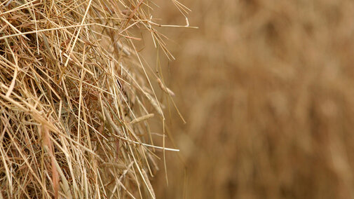 Hay in stacks