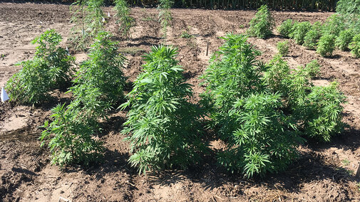 Figure 1. Hemp variety best suited for CBD production.