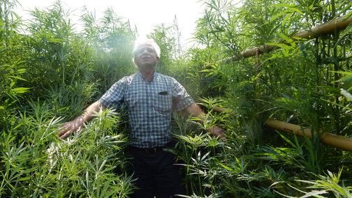 Ismail Dweikat, University of Nebraska-Lincoln professor of agronomy and horticulture, stands amid research plantings of 6-7 foot tall hemp plants, these varieties best suited to fiber and grain production.