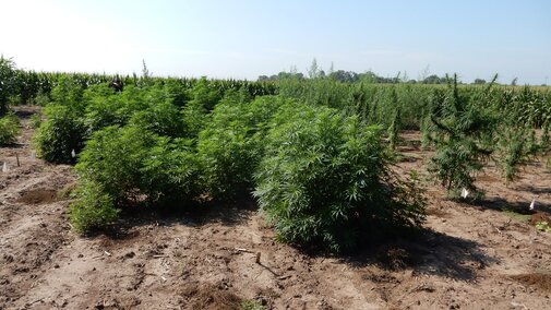 two varieties of hemp