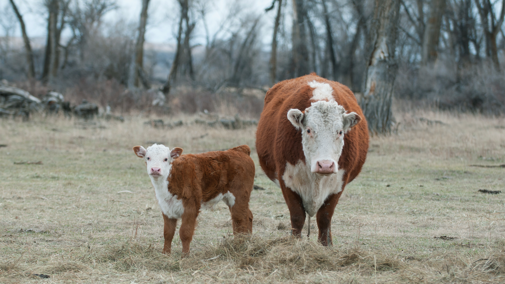 Hereford cow and calf in field eating hay