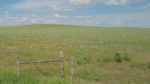 Nebraska High Plains grassland, containing grasses such as western wheatgrass, crested wheatgrass, and needle-and-thread.