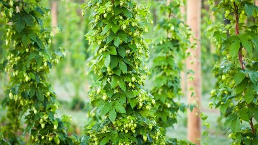 Hop bines