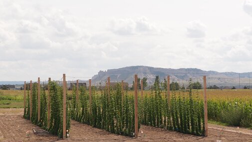 Figure 1. The hops yard at the UNL Panhandle Research and Extension Center