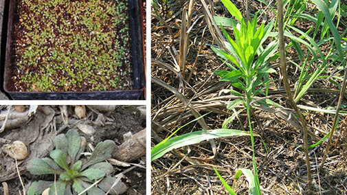 Horseweed plant stages