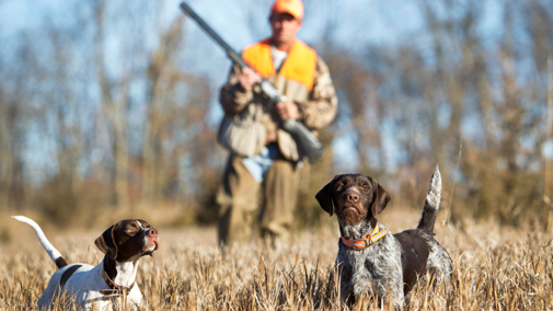 Hunter with German shorthaired pointers in field