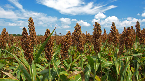 Field of grain sorghum