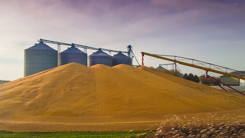 Piled grain and bins