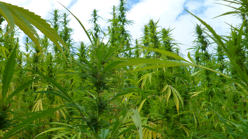 industrial hemp field