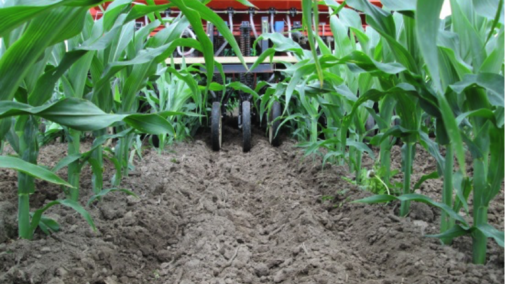 Figure 1. University of Wisconsin researchers studied drilling cover crops into V5 corn. (Source: University of Wisconsin Integrated Pest and Crop Management) 
