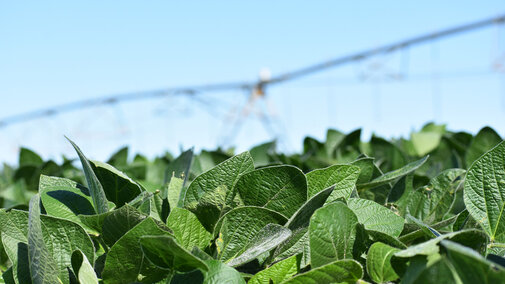 PIvot irrigation in soybean