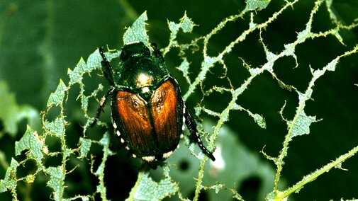 Japanese beetle