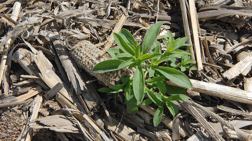 kochia in corn residue