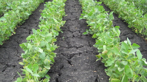 soybean field that used pre-emergent herbicide