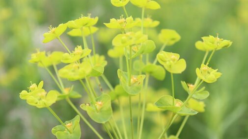 Leafy spurge closeup