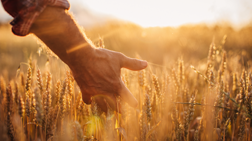 Man touching wheat while walking through field