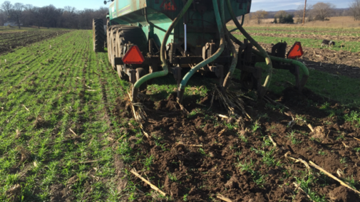 Manure application into cereal rye cover crop in the fall