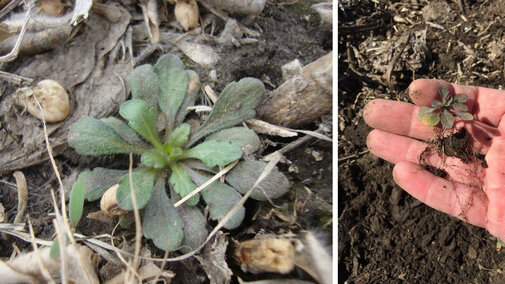 Figure 1. Marestail seedling growing in a no-till field. Due to its small size in the fall, pay special attention during scouting, especially in no-till fields where residue can hide seedlings.during scouting.