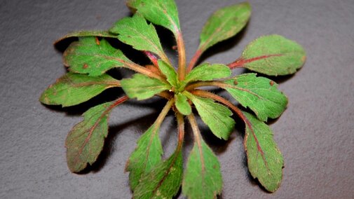 Marestail rosette