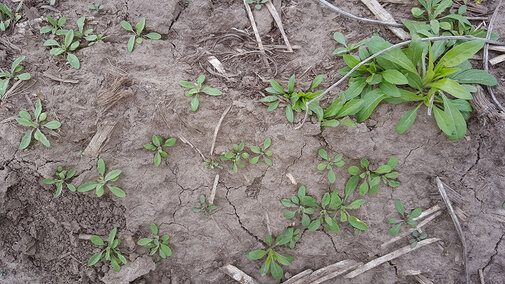 Marestail seedlings