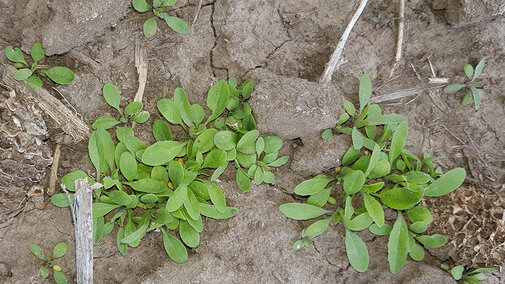 Marestail