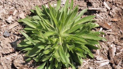 Marestail rosette (Photo by Gary Stone)