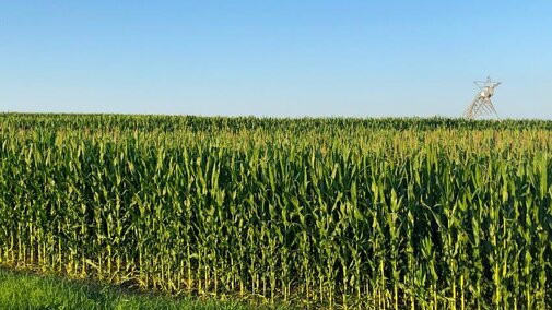 corn field with center pivot irrigation