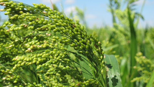 broomcorn millet