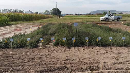 A mint variety trial plot at the Panhandle Center.