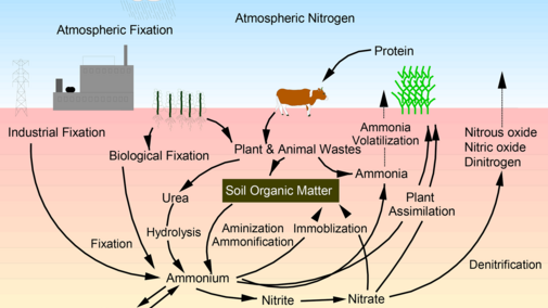 Nitrogen cycle