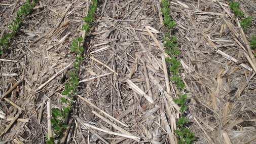 Soybean seedlings in no-till field