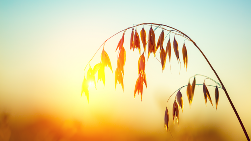 Oat field at sunset