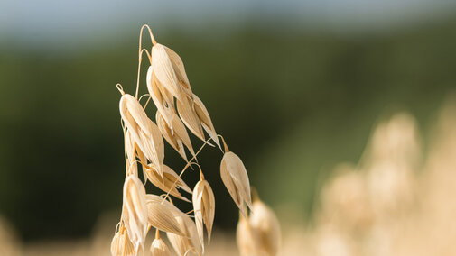 Oat field