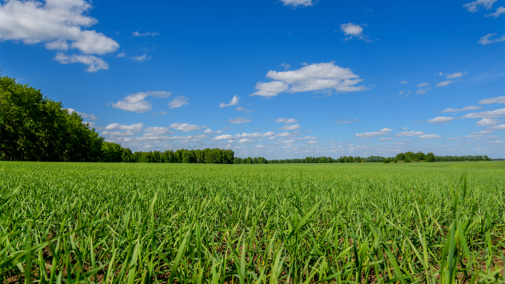 Oat field in summer