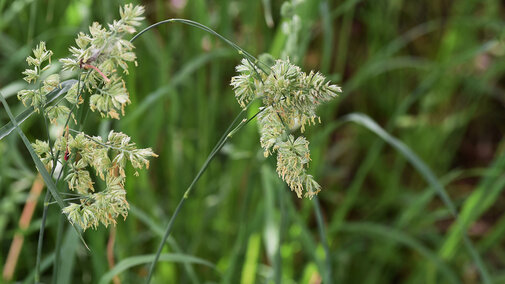 Orchardgrass