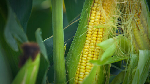 Organic corn field