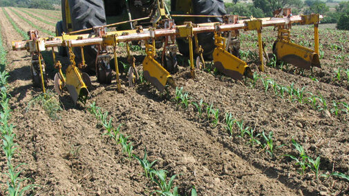 Ridge cultivation in an organic system