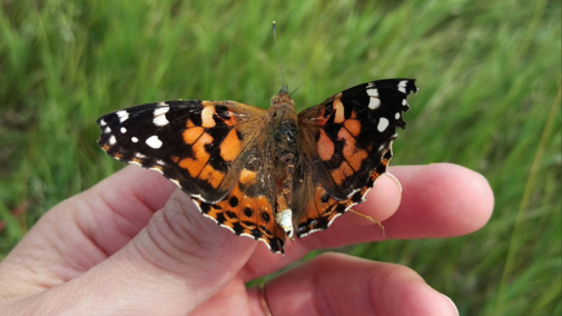 Painted lady butterfly