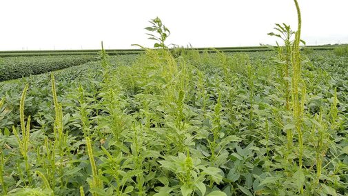 palmer amaranth in soybean field