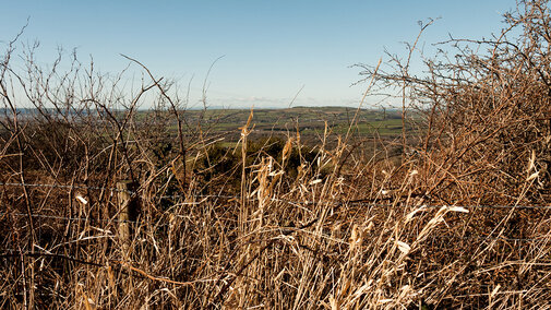 Pasture in drought
