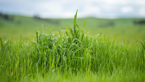 Tall green grass in a lush field under a cloudy sky.