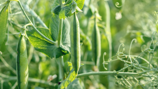 field peas