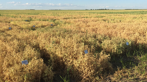 Figure 1. Field peas are mature and ready to harvest in this variety trial plot near Grant.