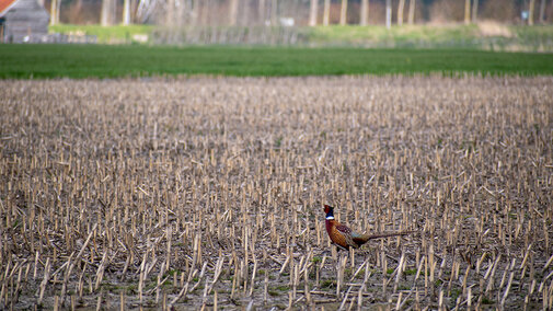 male pheasant with bright plumage stands among corn stalk residue in a harvested field, with green grass and bare trees in the background.