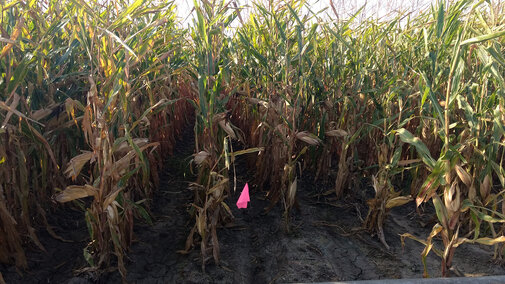 Pipe-irrigated corn in west central Nebraska