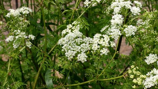 Poison hemlock