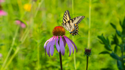Butterfly pollinating coneflower