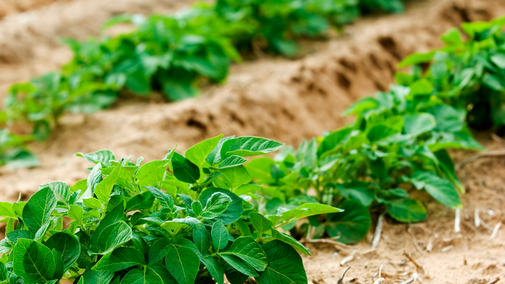 potato plants in field